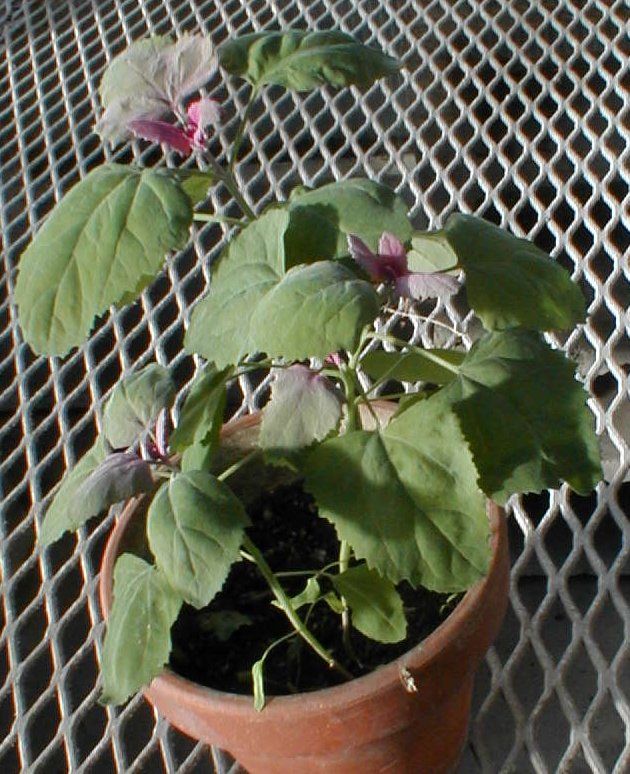 Chenopodium amaranticolor