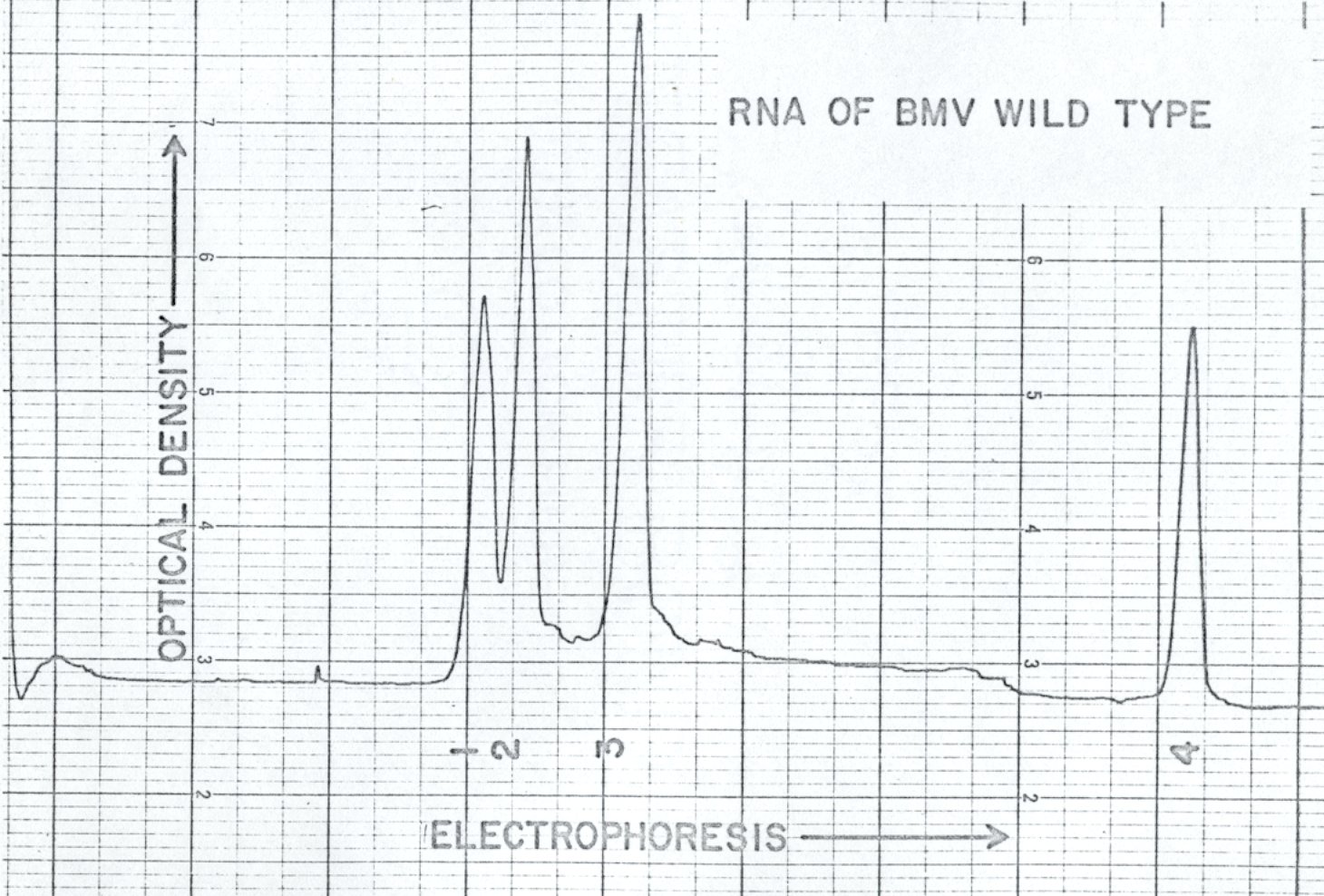 Gel electrophoresis of BMV RNA