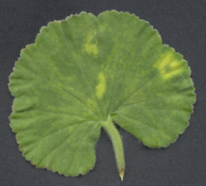 Pelargonium flower break symptoms