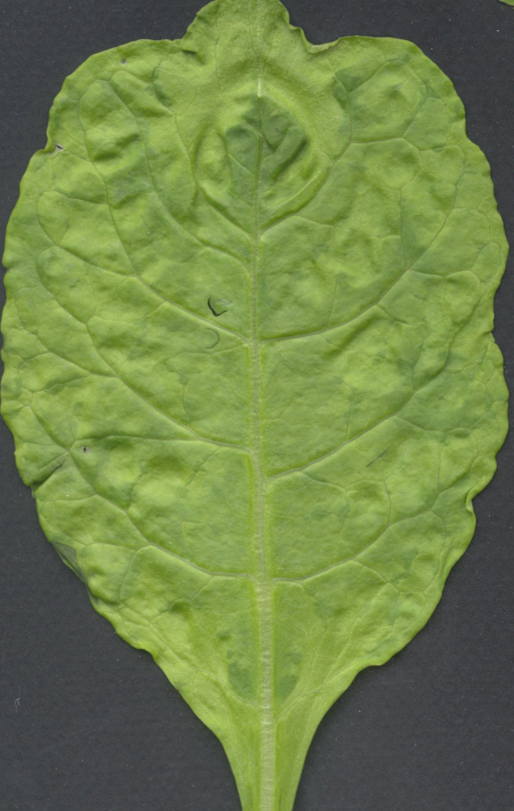 Symptoms of alfalfa latent virus (pea streak)