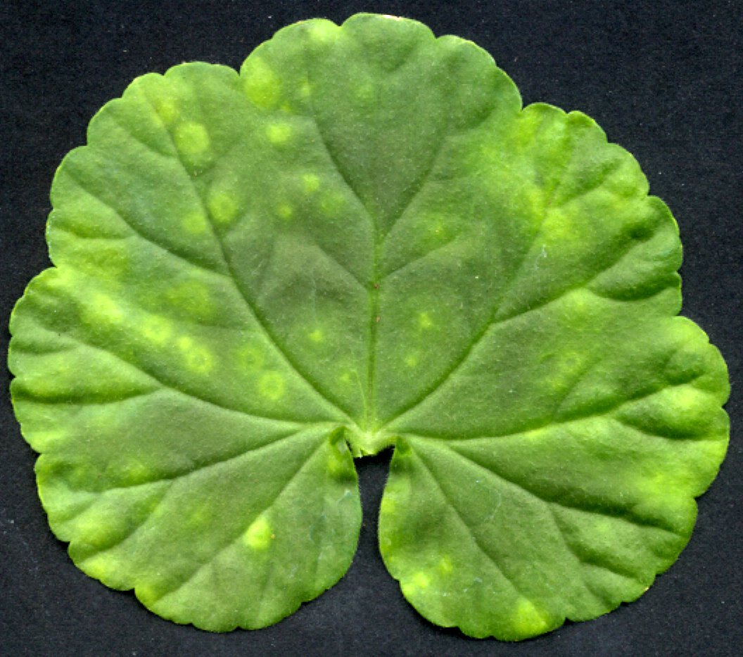 Pelargonium zonate spot symptoms