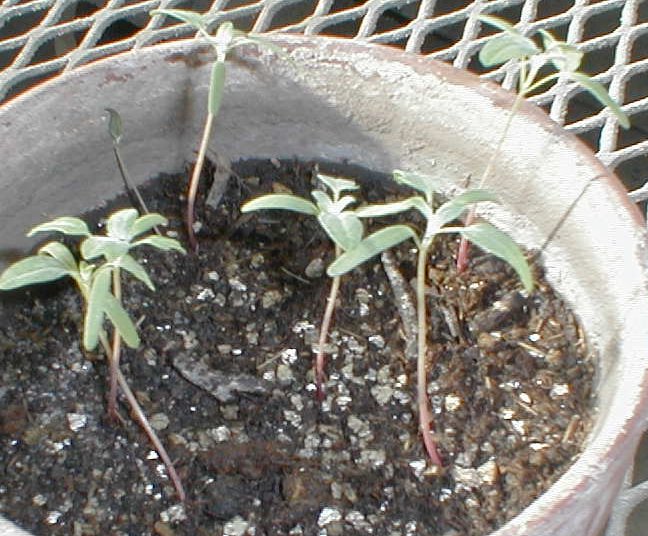 Chenopodium quinoa seedlings