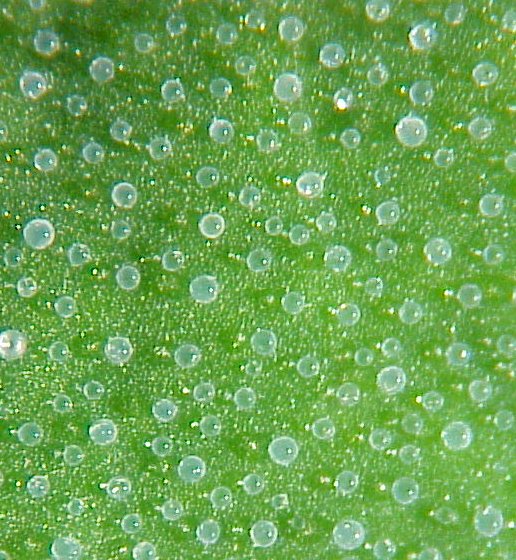 Chenopodium quinoa salt glands