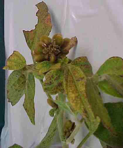 Symptoms of Tobacco Ringspot on Soybeans