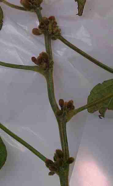 Symptoms of Tobacco Ringspot on Soybeans